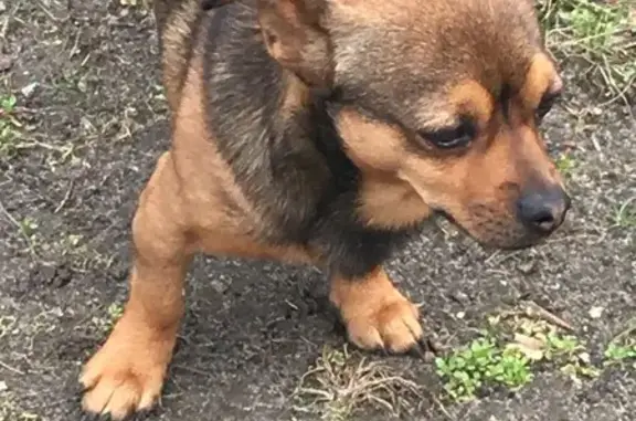 Собаки потеряшки, Ростовская область, фото: Потеряшка собака, Шахты, Ростовская обл.