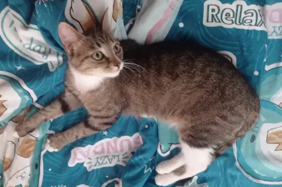 Пропала кошка, Октябрьская 28, Снежногорск