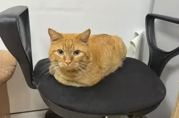 Найдена кошка, , фото: Кошка найдена: ул. Первопоселенцев, Нижневартовск