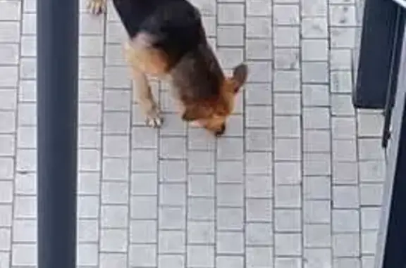 Собака на Каширском пр., 25к1, Москва