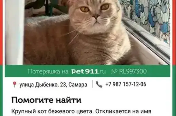 Кошки потеряшки, Самара, фото: Потеряшка кот Тима, ул. Авроры, 175, Самара