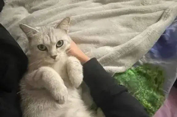 Кошки потеряшки, , фото: Потеряшка кошка на Билибина, 55