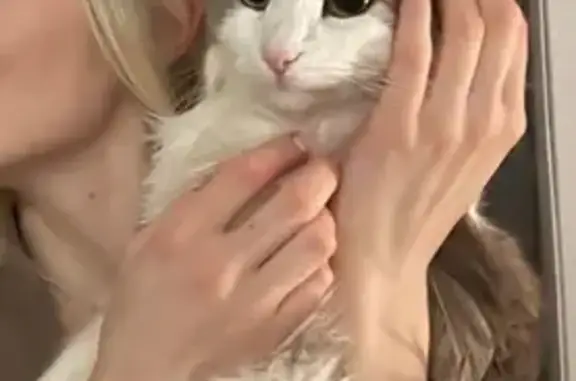Пропала кошка, ул. Фомичёвой, 2, Москва