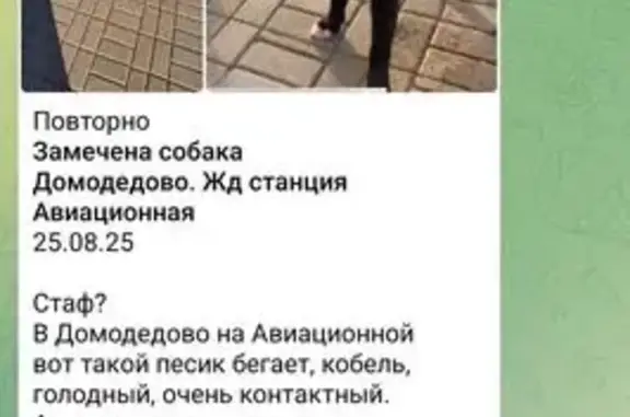 Собака найдена: Авиационная ул., Домодедово
