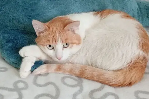 Пропала кошка, Вокзальная ул. 33, Омск