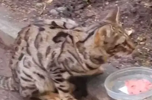 Найдена кошка, , фото: Бенгальская кошка найдена на бульваре Воскресенского, Ижевск