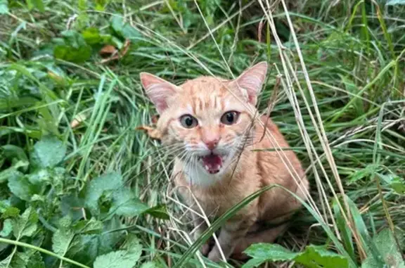 Кошка найдена на ул. Хромова, 8, Тверь