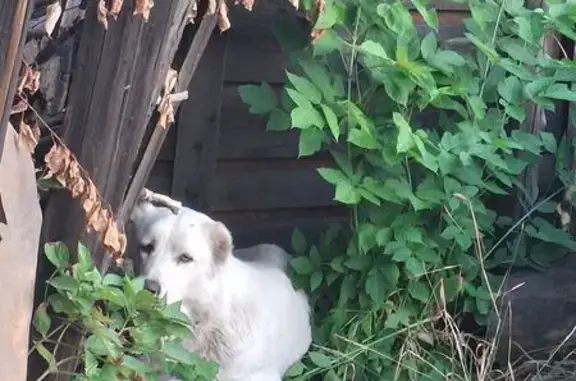 Найдена собака, Макеевка, фото: Алабай найден: Уральская, 6, Макеевка