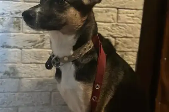 Пропала собака Линда, 52Н-630, Дружинское