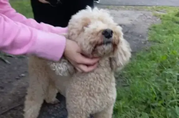 Пудель найден на Зелёной улице, Калининград