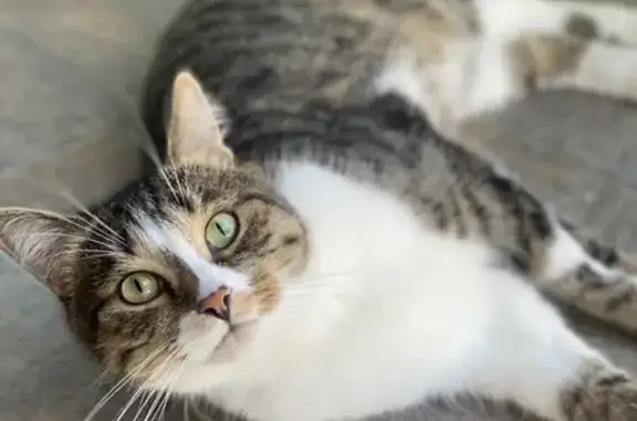 Пропала кошка, ул. З.Космодемьянской, 22