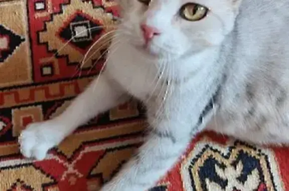 Кошка найдена: Сормовская 204/7, Краснодар