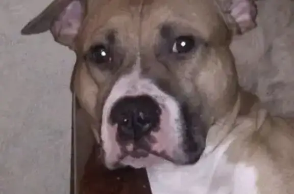 Собаки потеряшки, Орёл, фото: Потеряшка собака, ул. 5 Августа, Орёл