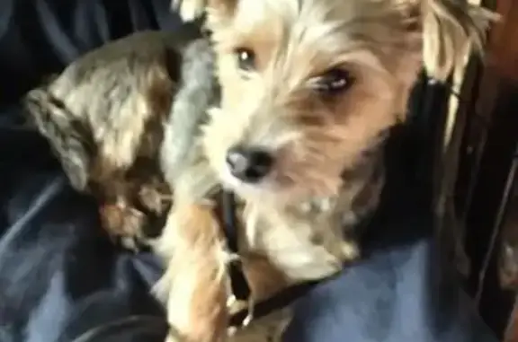 Найдена собака, Тверская область, фото: Йорк найден в Свердлово, Тверская обл.