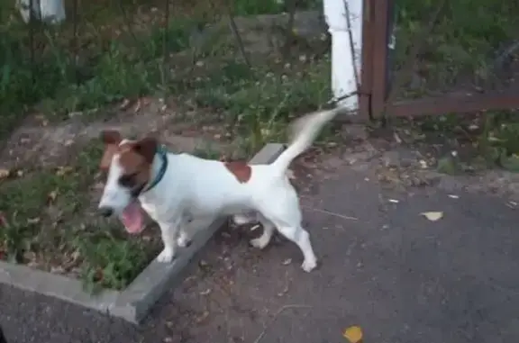 Найдена собака, Кострома, фото: Собака найдена: Профсоюзная ул., Кострома