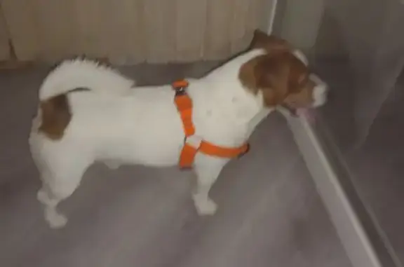 Собака найдена: Энтузиастов, 18А, Челябинск