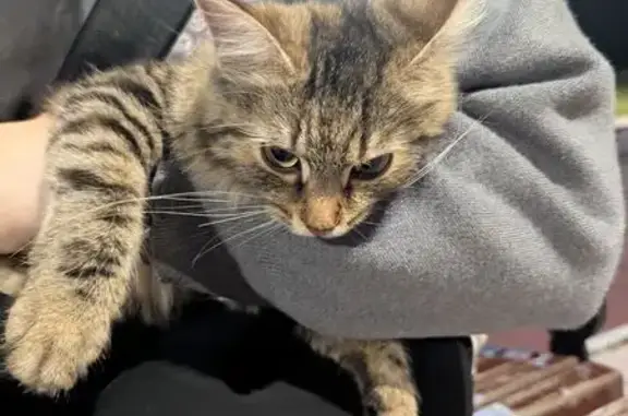 Найдена кошка, Верхний Тагил, фото: Трехшорстная кошка найдена на Нахимова