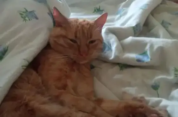 Пропала кошка: Камышинская 58А, Колодинка