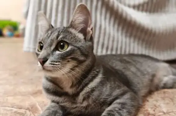 Кошки потеряшки, , фото: Потеряшка кошка, ул. Джамбула, 25, Ижевск