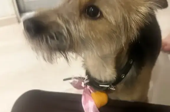 Найдена собака, Иркутск, фото: Собака найдена на Коммунистической, 62, Иркутск