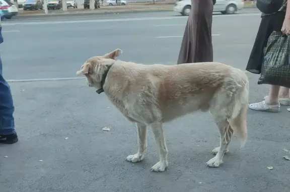 Собака найдена: ул. Н. Отрады, 17, Волгоград