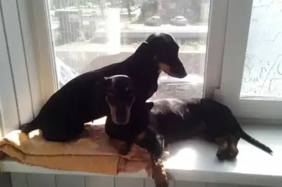 Собаки потеряшки, , фото: Потеряшка собака, Озёрное 75К-139