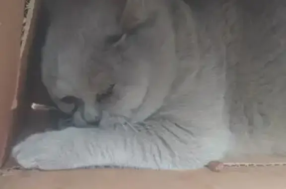 Найдена кошка, , фото: Кошка найдена в парке Чернышевского, Красноярск