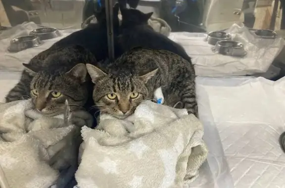 Кошка найдена, Береговая ул., Быково