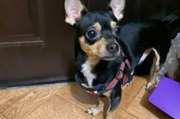 Собака найдена: ул. Гоголя, 24 к3, Ялта