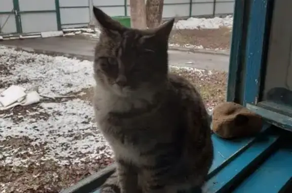 Кошки потеряшки, Краснодар, фото: Потеряшка кошка, Октябрьская ул. 25, Краснодар