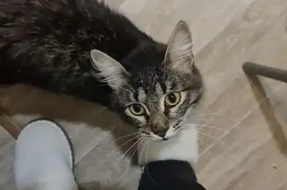 Найдена кошка, Самара, фото: Кошка найдена, ул. Фадеева 44, Самара