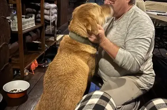 Найдена собака, Московская область, фото: Собака найдена: Домодедово, МО