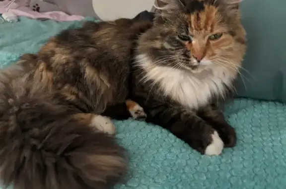 Кошки потеряшки, Владимирово, фото: Потеряшка кошка, Владимирово, Центр. ул.