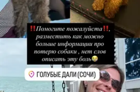 Пропала собака, ул. Голубые Дали 20/1
