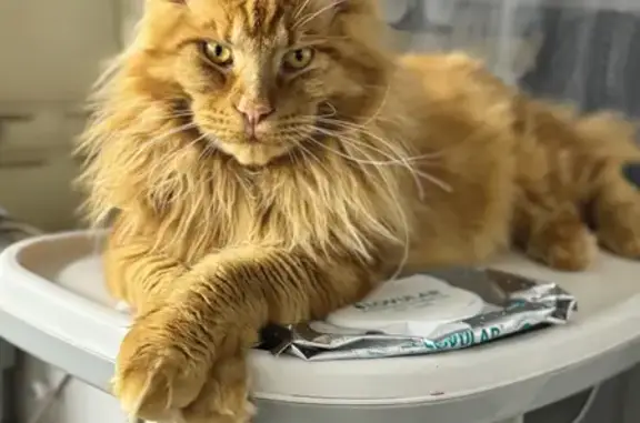 Пропал рыжий кот, Эгерский бул., 43
