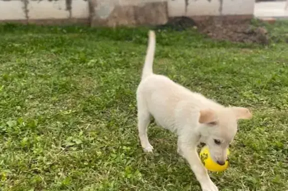 Найдена собака, Ижевск, Удмуртия