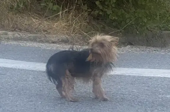 Найдена собака, Новороссийск, фото: Собака найдена: пер. Ушакова, Новороссийск