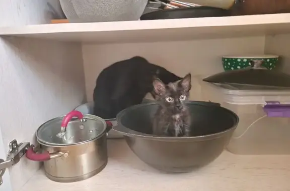 Кошки потеряшки, Ростов-на-Дону, фото: Потеряшка кошка, ул. Мадояна 304, Ростов