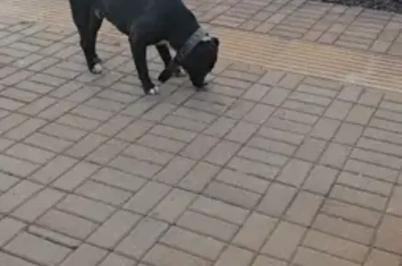 Найдена собака, Домодедово, фото: Собака найдена на пл. Гагарина, Домодедово