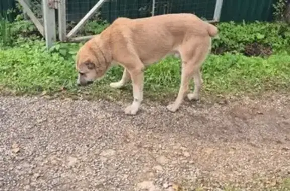 Собака найдена в с. Ворсино, Калужская обл.