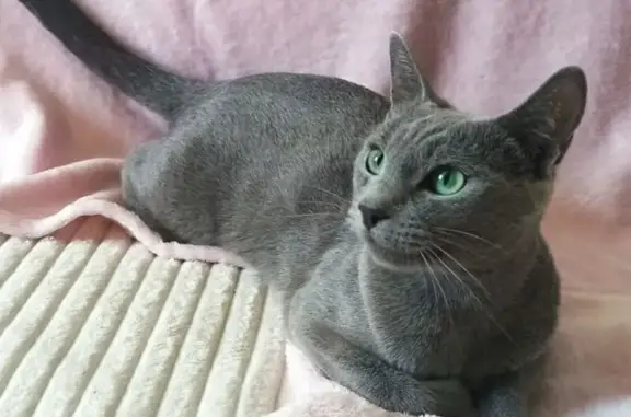 Кошки потеряшки, Ленинградская область, фото: Потеряшка кошка в Приветнинском, ЛО