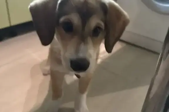 Найдена собака, Богатырский пр. 55 к1