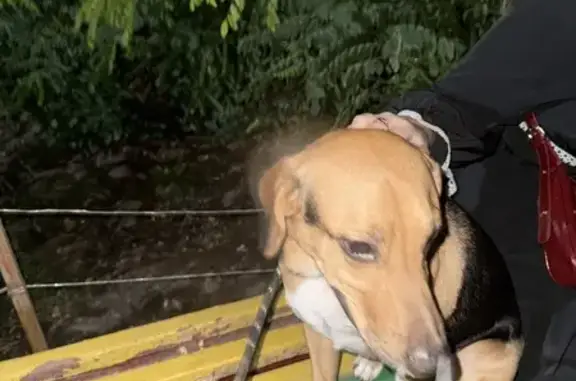 Собака найдена: б-р 30 лет Победы, 16