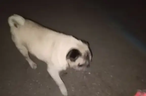 Собака найдена: ул. Гидростроителей, 36