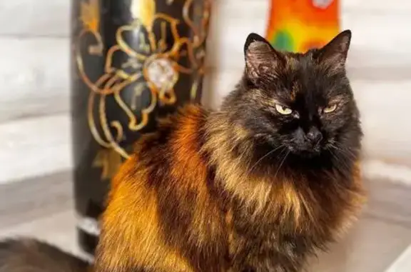 Пропала кошка, Гавриловское шоссе, НН