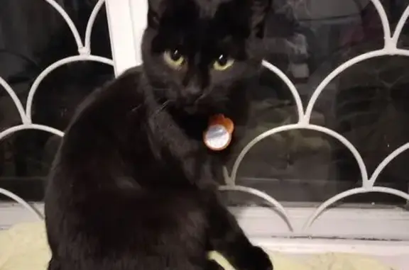 Кошки потеряшки, Кинешма, фото: Потеряшка кошка, Юрьевецкая ул., 230