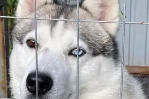 Собаки потеряшки, Моршанск, фото: Потеряшка собака, Интернациональная 47