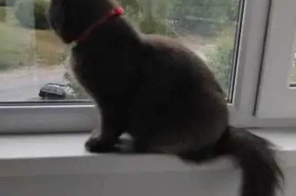 Найденные животные Петрозаводск, фото: Найдена кошка, ул. Хейкконена 22, Петрозаводск