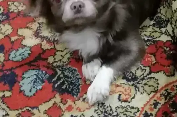 Собаки потеряшки, Вологда, фото: Потеряшка собака, ул. Преминина 12, Вологда