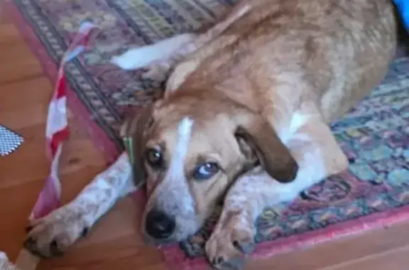 Найдена собака, Магнитогорская ул., Сочи